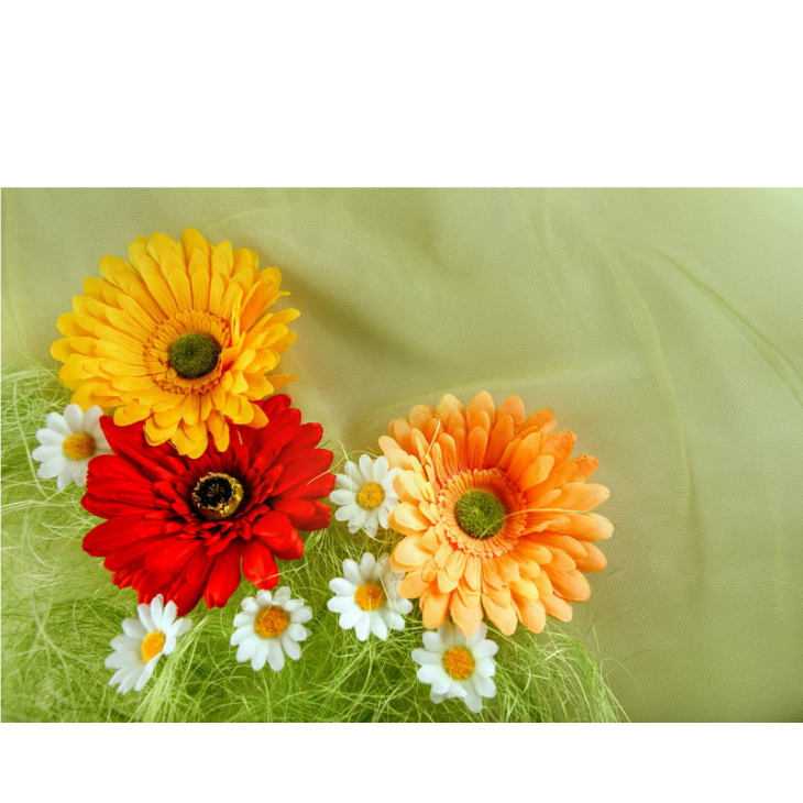 ガーベラの画像